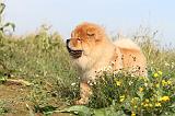 CHOW CHOW 283